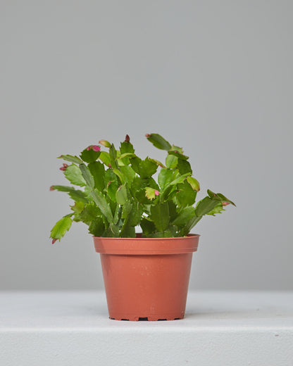 Spring Flowering Cactus: Schlumbergera bridgesii - 4 inch pot
