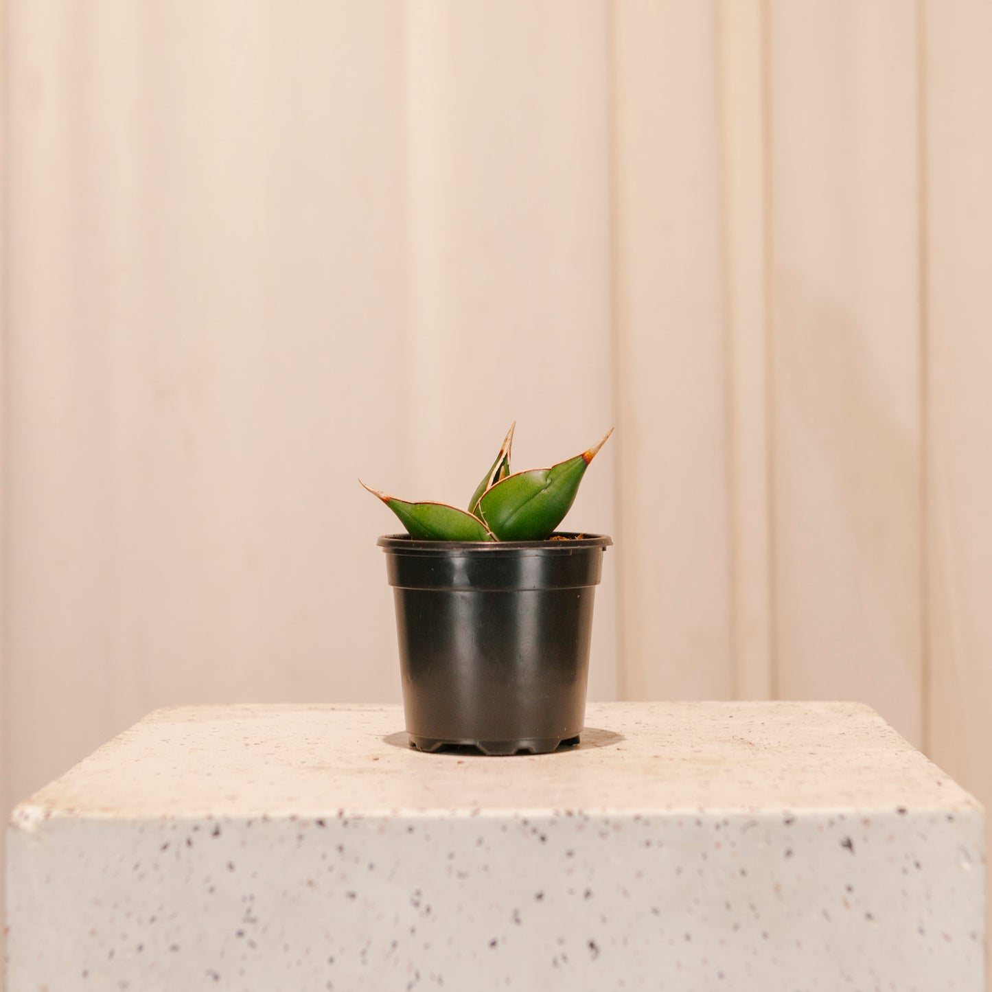 walking snake plant Walking Snake Plant: Sansevieria - 4" Pot
