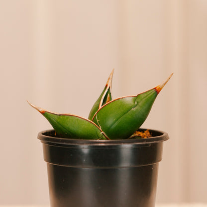 Walking Snake Plant: Sansevieria pinguicula - 4 inch pot