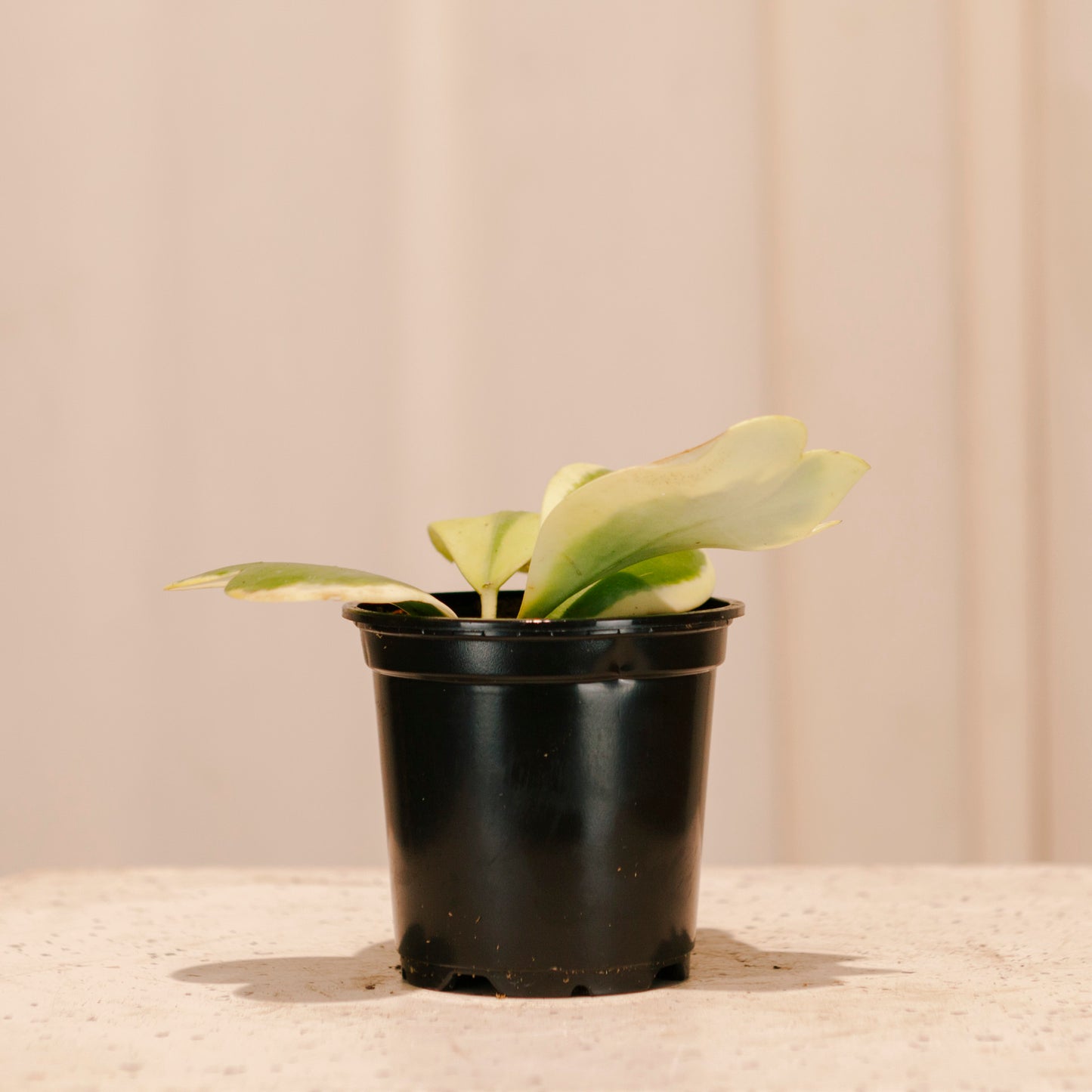 Variegated Hoya Heart: Hoya kerrii - 4 inch pot