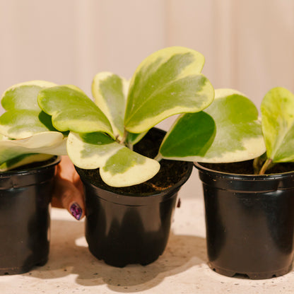 Variegated Hoya Heart: Hoya kerrii - 4 inch pot