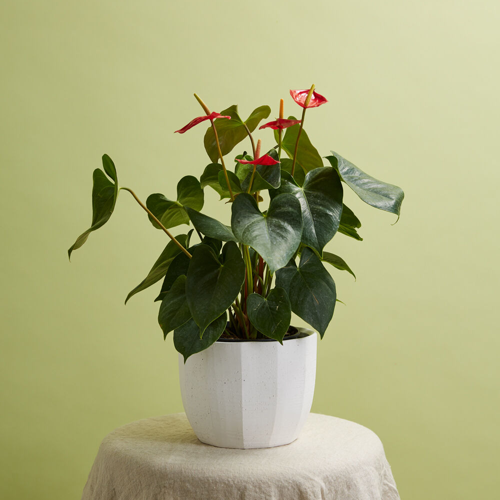 Bona Ceramic Textured Planter | 6 inch Nursery Pot