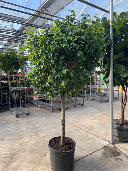 Weeping Fig Tree: Ficus benjamina - 21 inch pot - 7+ foot tall