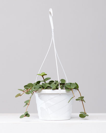 Peperomia Hope: Peperomia perciliata - 8 inch hanging basket