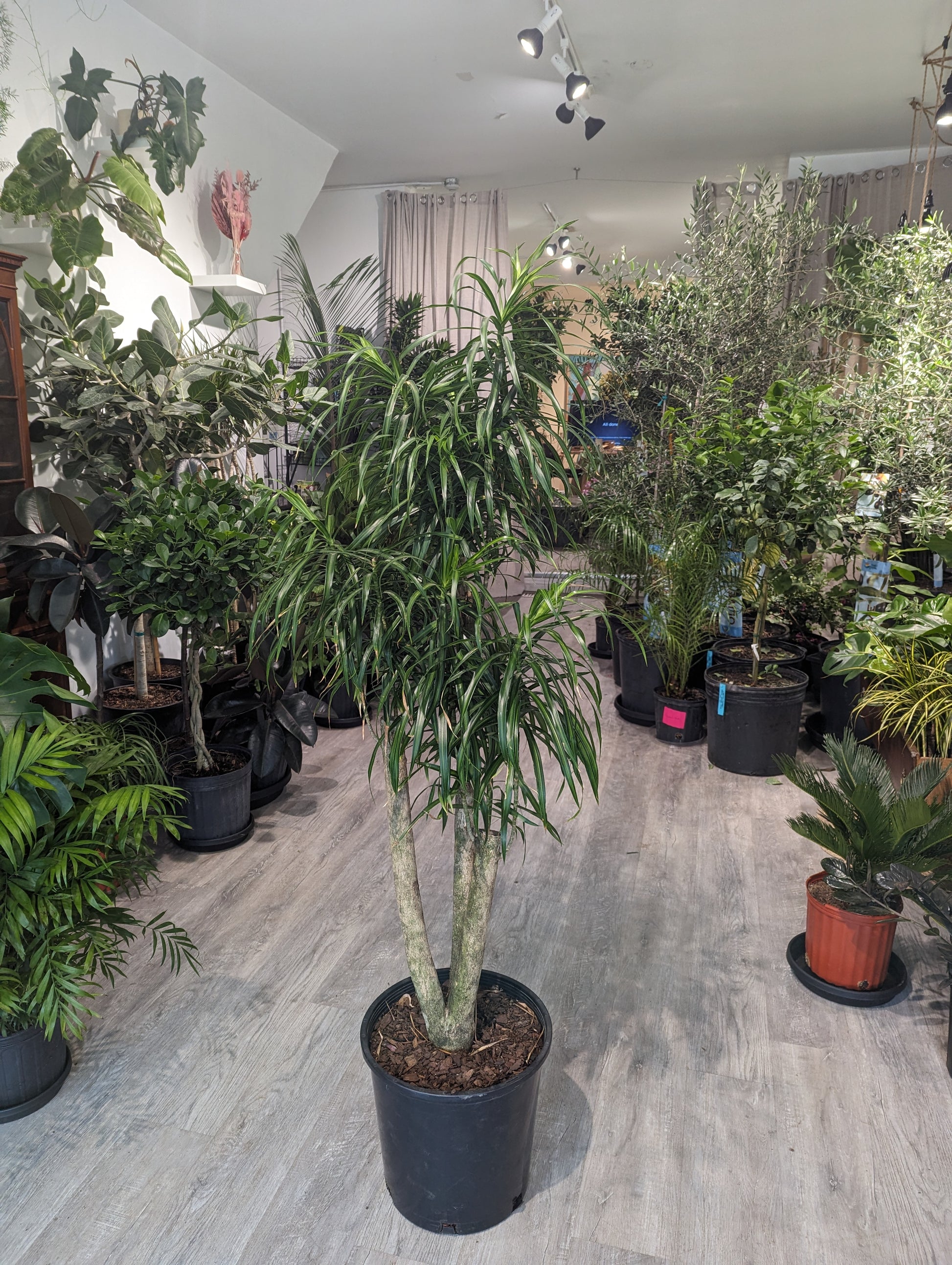 dracaena anita for sale Variegated Medusa Candelabra: Dracaena Reflexa - 14" Pot