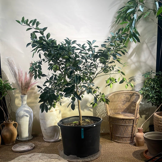 Orange Tree: Citrus × sinensis - 30 GAL/26 inch pot - 4-5 foot tall