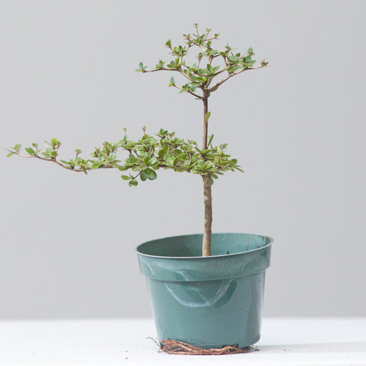 Shady Lady Bonsai Black Olive Tree: Bucida buceras - 6 inch pot — indoor plant — indoor plant for sale by Promise Supply for delivery and pickup in Toronto.