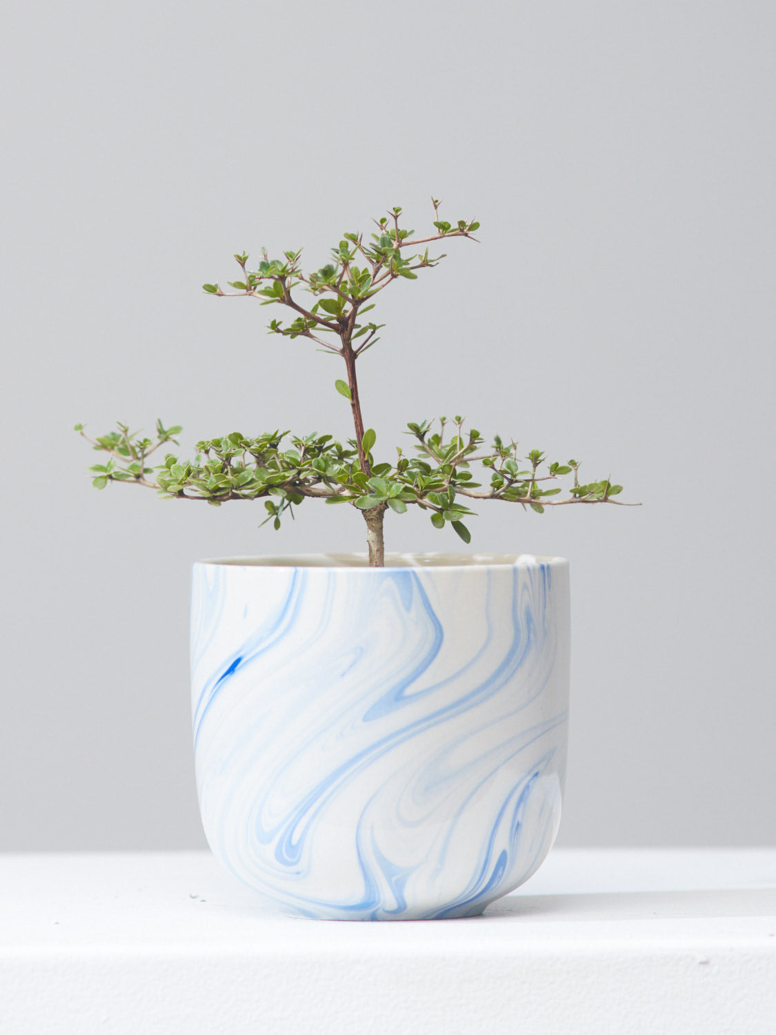 Shady Lady Bonsai Black Olive Tree: Bucida buceras - 6 inch pot — indoor plant — indoor plant for sale by Promise Supply for delivery and pickup in Toronto.