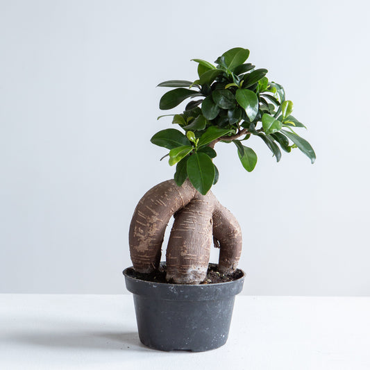 Ginseng Ficus Bonsai: Ficus retusa - 5 inch pot