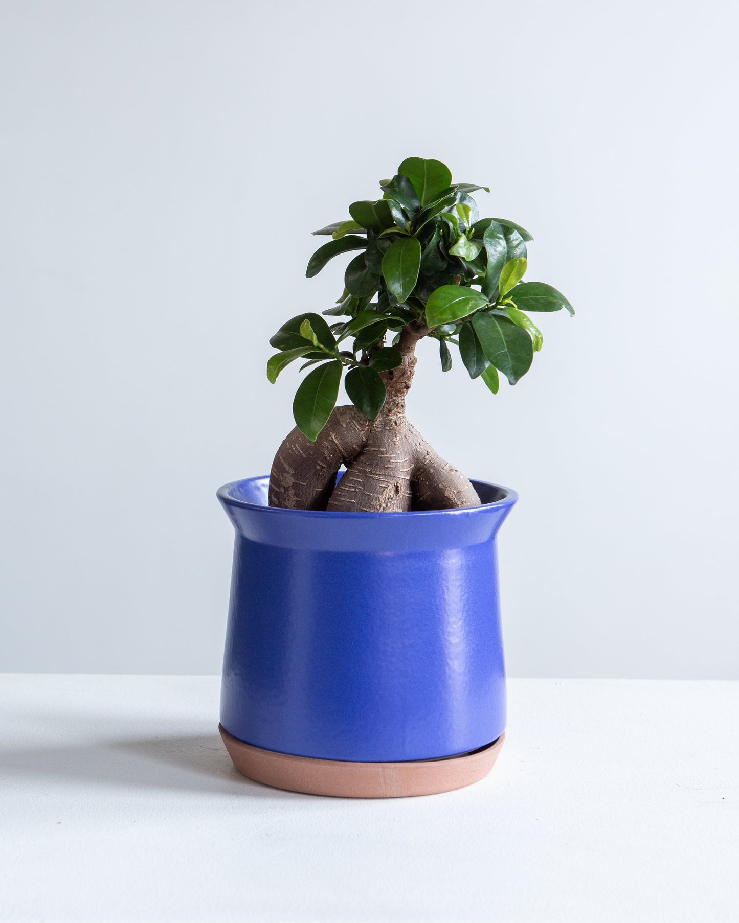 Ginseng Ficus Bonsai: Ficus retusa - 4 inch pot