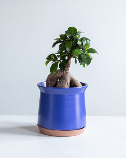 Ginseng Ficus Bonsai: Ficus retusa - 4 inch pot