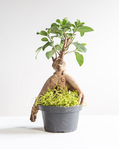 Ginseng Ficus Bonsai: Ficus retusa - 5 inch pot