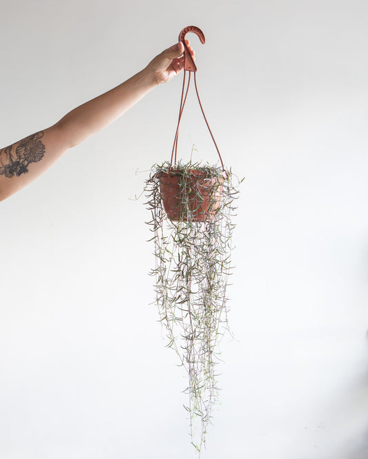 String of Needles: Ceropegia linearis - 6 inch hanging basket