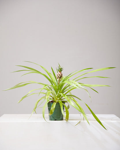 Pineapple Plant: Ananas ananassoides - 5 inch pot — indoor plant — indoor plant for sale by Promise Supply for delivery and pickup in Toronto.