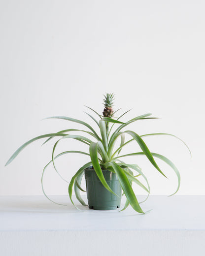 Pineapple Plant: Ananas ananassoides - 5 inch pot — indoor plant — indoor plant for sale by Promise Supply for delivery and pickup in Toronto.