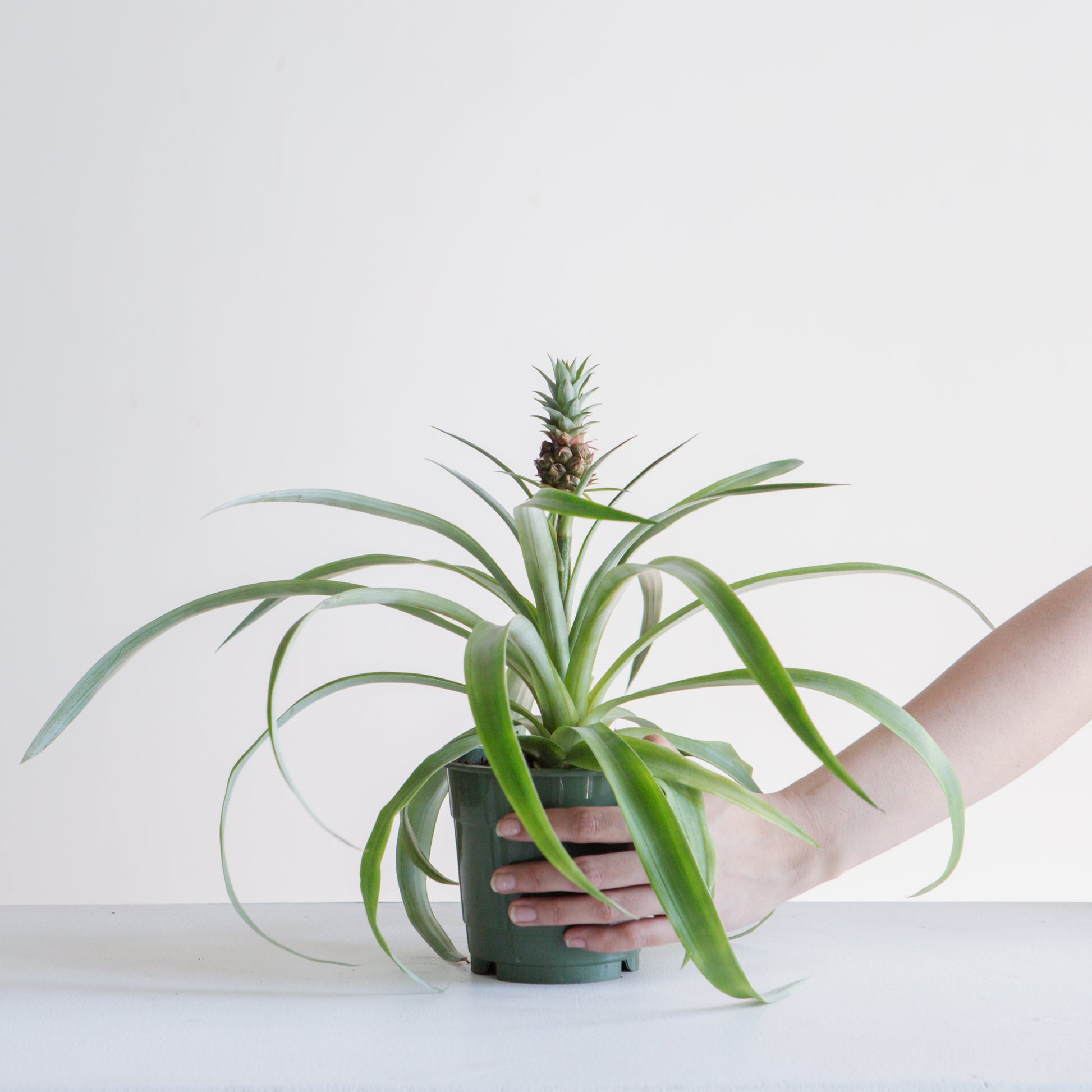 Pineapple Plant: Ananas ananassoides - 5 inch pot — indoor plant — indoor plant for sale by Promise Supply for delivery and pickup in Toronto.
