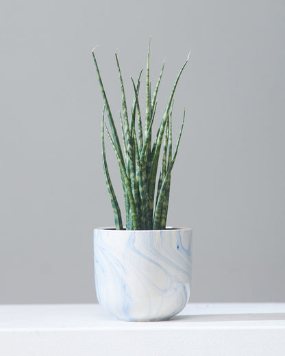 Fernwood Mikado Snake Plant: Sansevieria bacularis - 5 inch pot