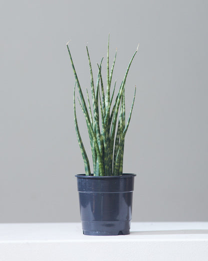 sansevieria mikado bacularis Fernwood Mikado Snake Plant - 5" Pot