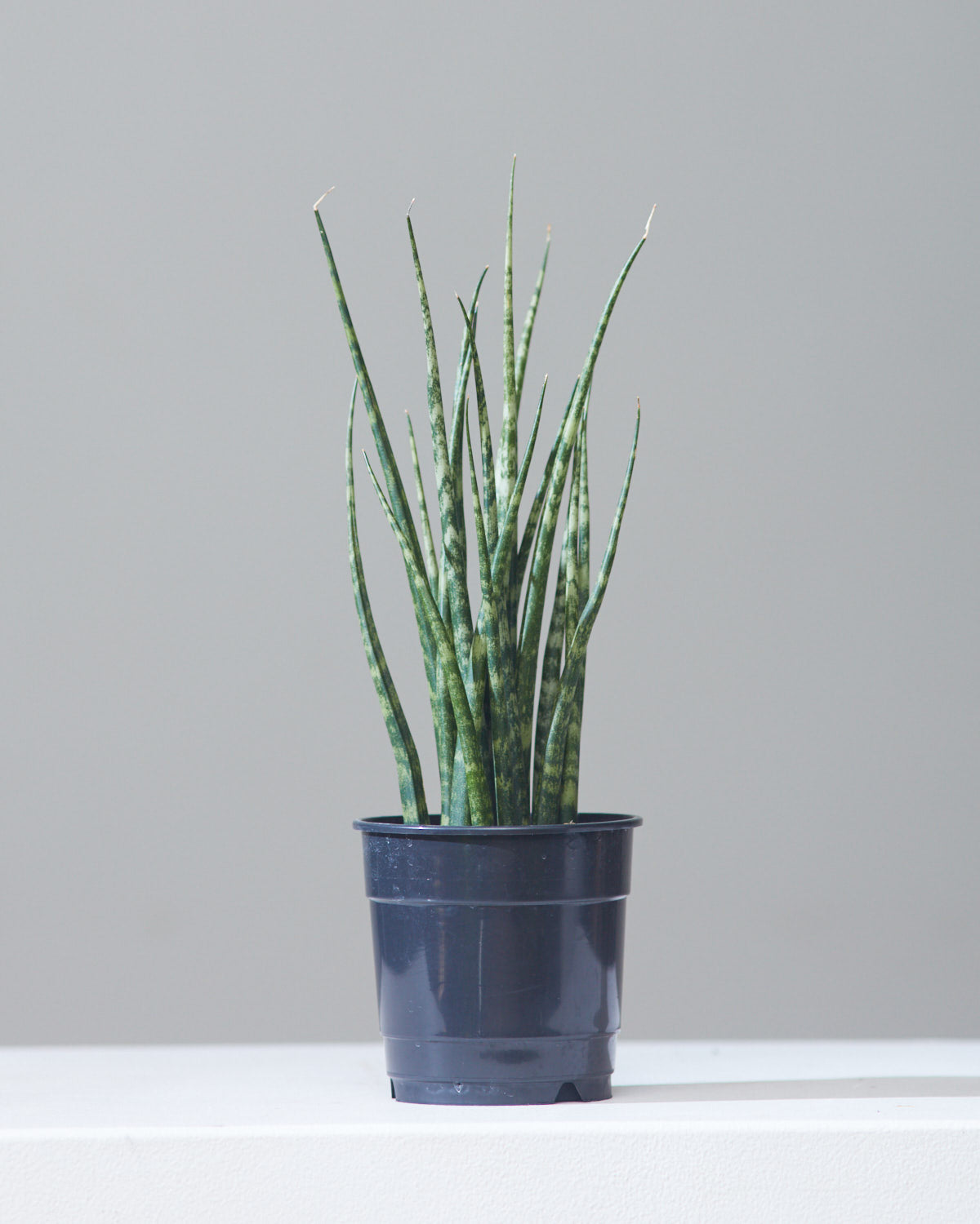 Fernwood Mikado Snake Plant: Sansevieria bacularis - 5 inch pot