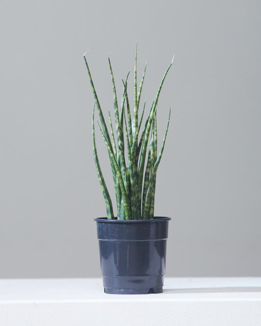 Fernwood Mikado Snake Plant: Sansevieria bacularis - 5 inch pot