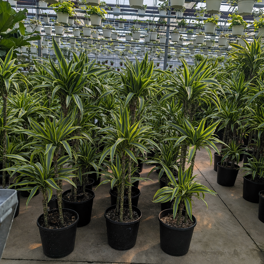 dracaena ulises Lemon Lime Dracaena Fragrans - 10" Pot