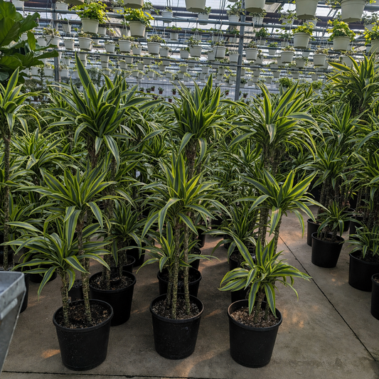 Lemon Lime Staggered Cane: Dracaena fragrans 'Warneckii Ulises' - 10 inch pot - 4-4.5 foot tall