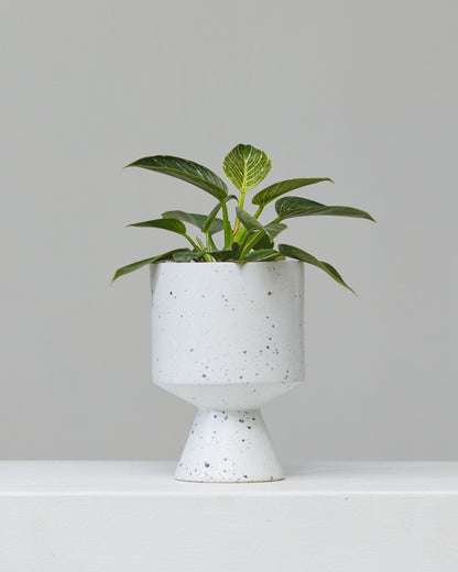 De Vil Pot | 4 inch Nursery Pot