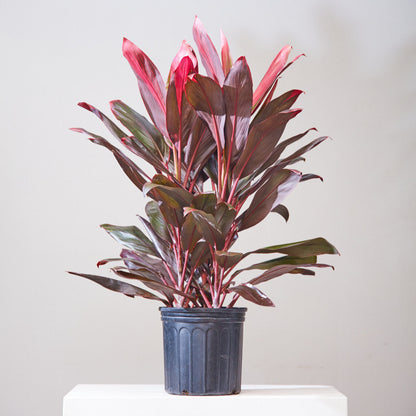 Florica Hawaiian Ti Plant: Cordyline fruticosa - 10 inch pot - 2-3 foot tall — indoor plant — indoor plant for sale by Promise Supply for delivery and pickup in Toronto.