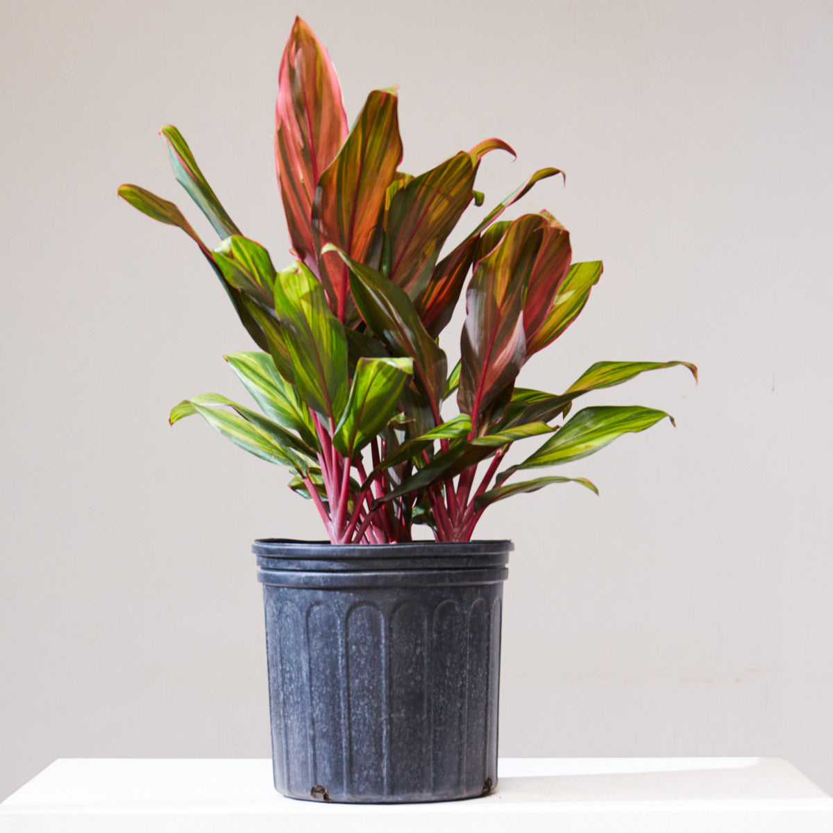 Harlequin Ti Plant: Cordyline fruticosa - 10 inch pot - 2-3 foot tall — indoor plant — indoor plant for sale by Promise Supply for delivery and pickup in Toronto.