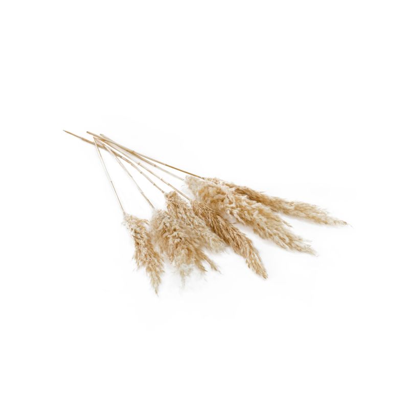 Dried Pampas Grass - Off White