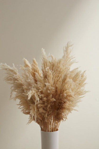 Dried Pampas Grass - Off White