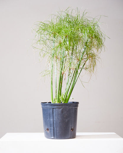 King Tut Grass: Cyperus papyrus - 10 inch pot