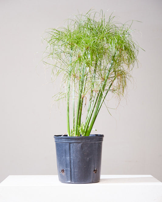 King Tut Grass: Cyperus papyrus - 10 inch pot