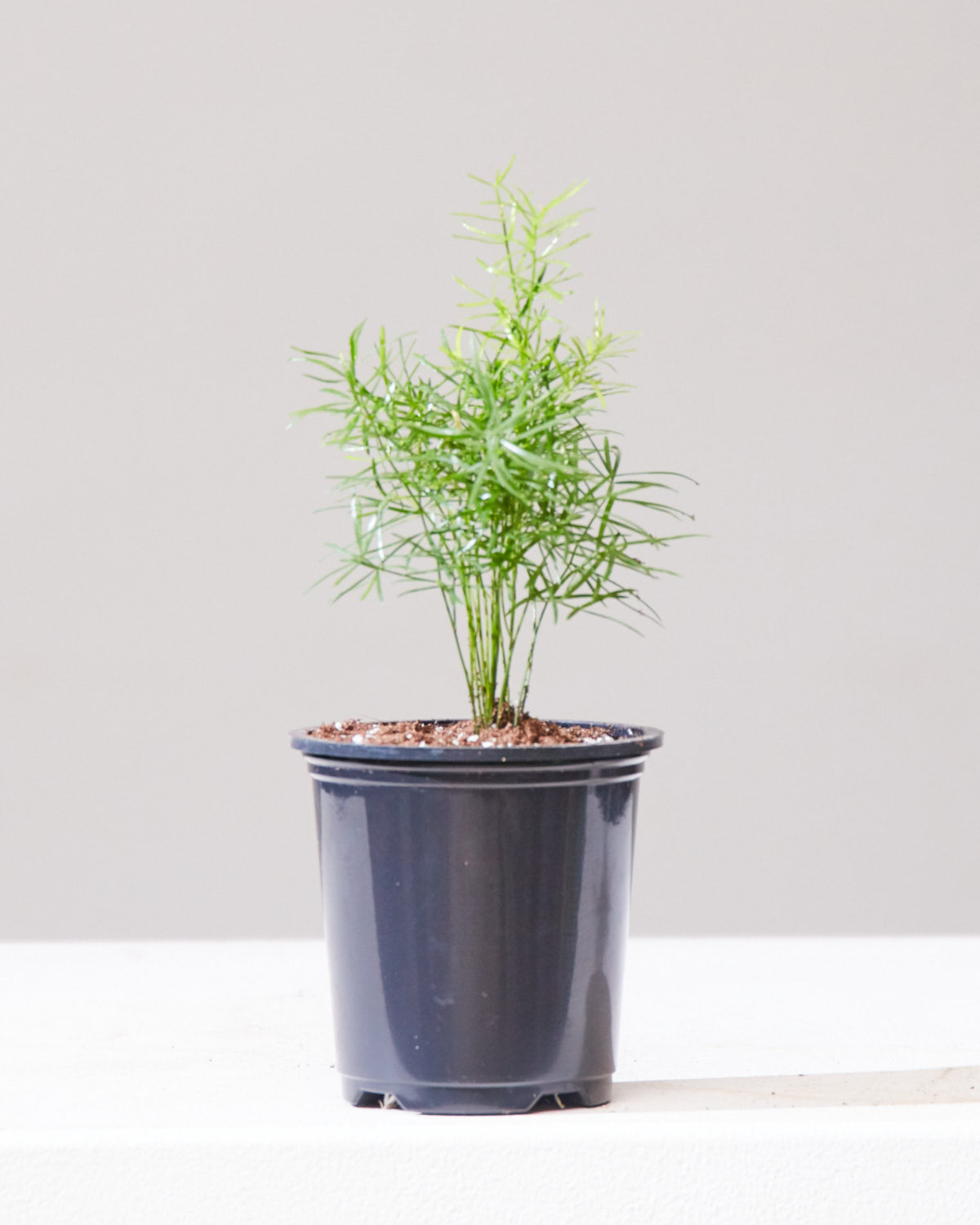 Foxtail Fern: Asparagus densiflorus - 4 inch pot