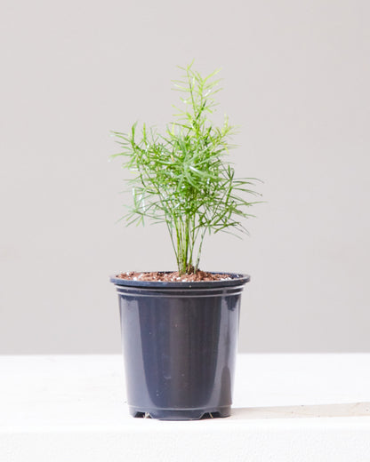 Foxtail Fern: Asparagus densiflorus - 4 inch pot