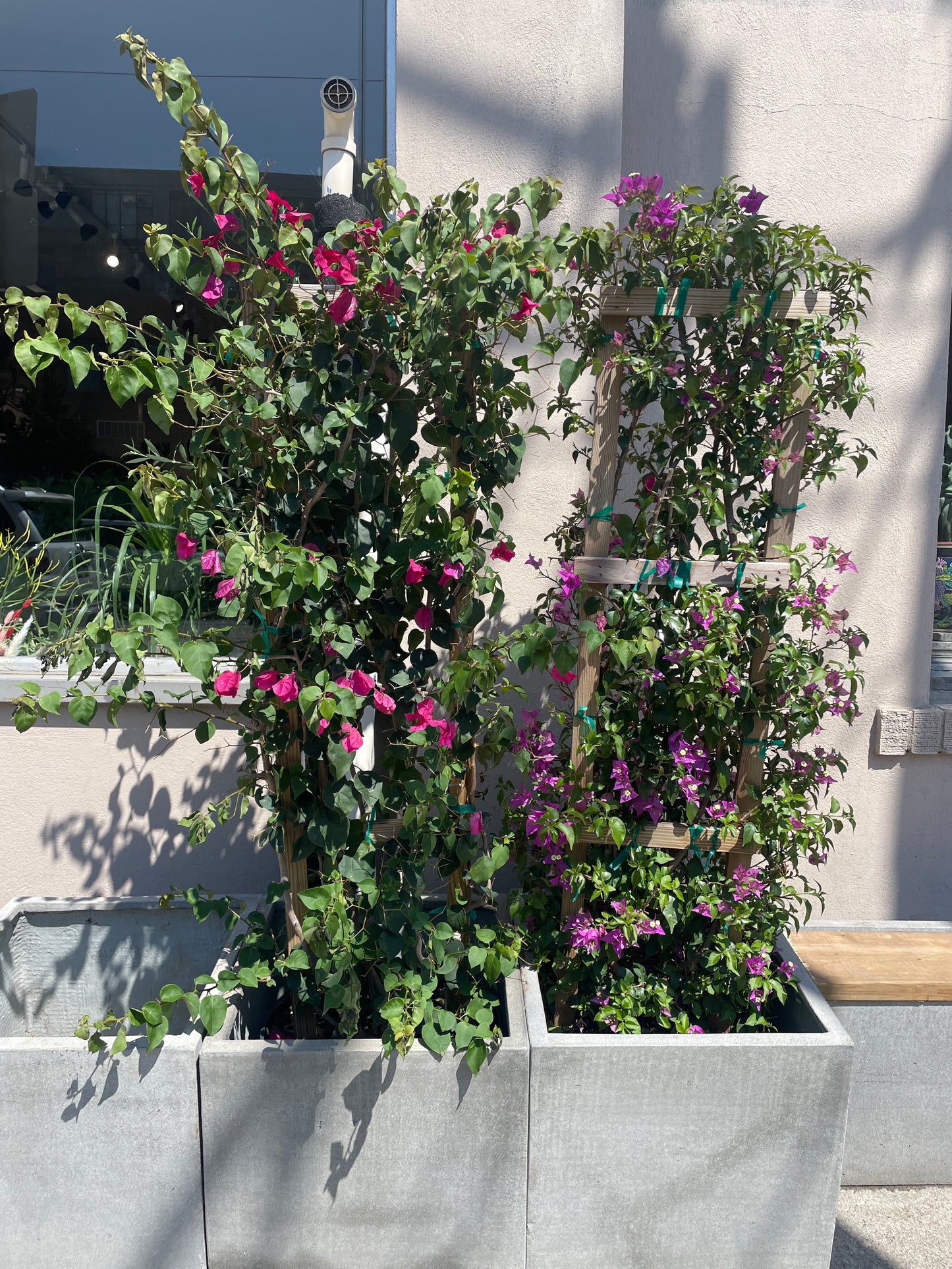 Paperflower Trellis: Bougainvillea - 16 inch pot