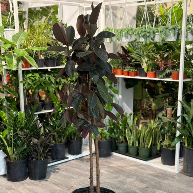 Ficus Burgundy Rubber Tree, sold 3-4 ft tall