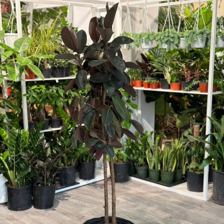 Burgundy Rubber Tree: Ficus elastica - 14 inch pot - 5-6 foot tall