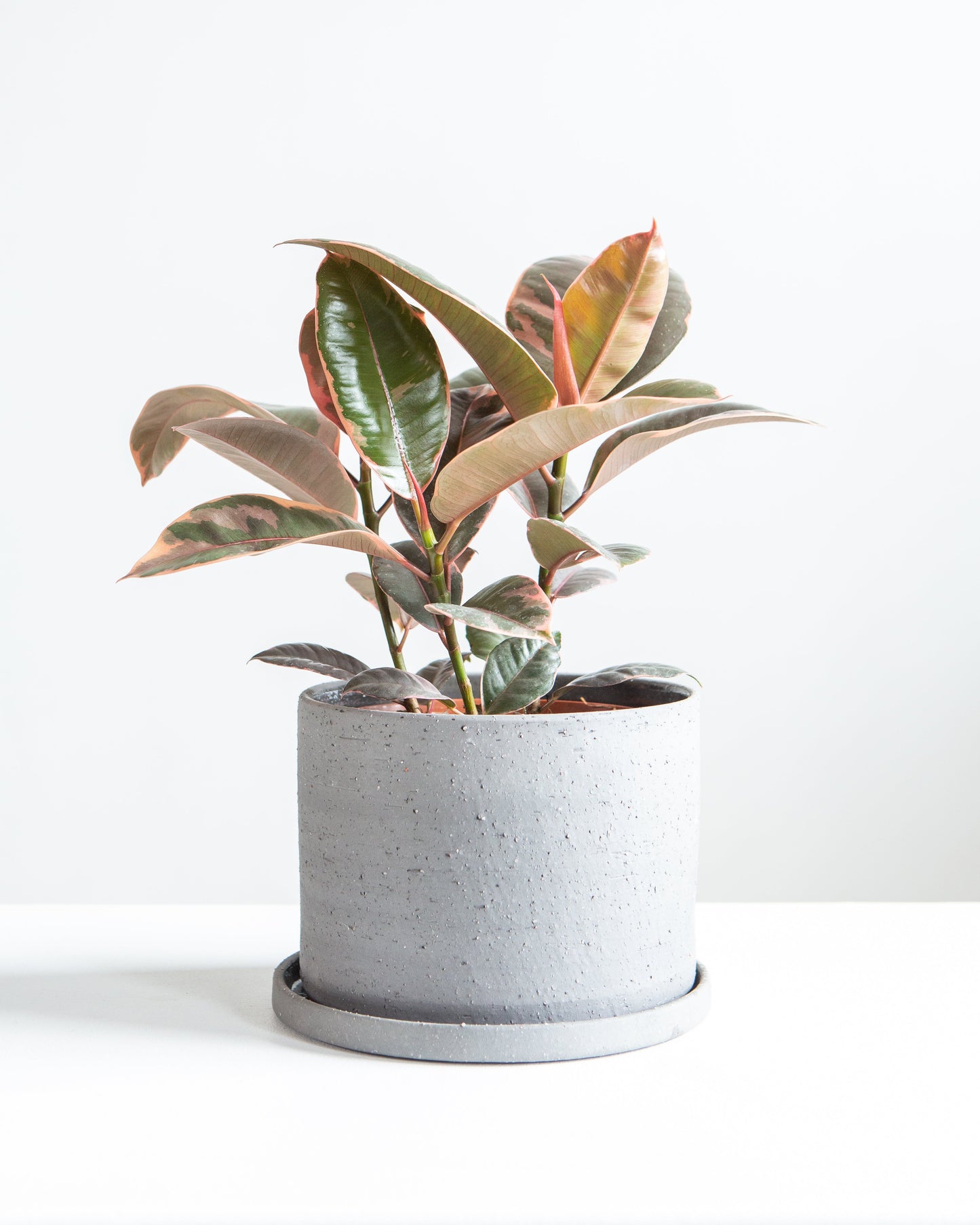 Ruby Rubber Plant: Ficus elastica - 6 inch pot