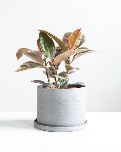 Ruby Rubber Plant: Ficus elastica - 6 inch pot
