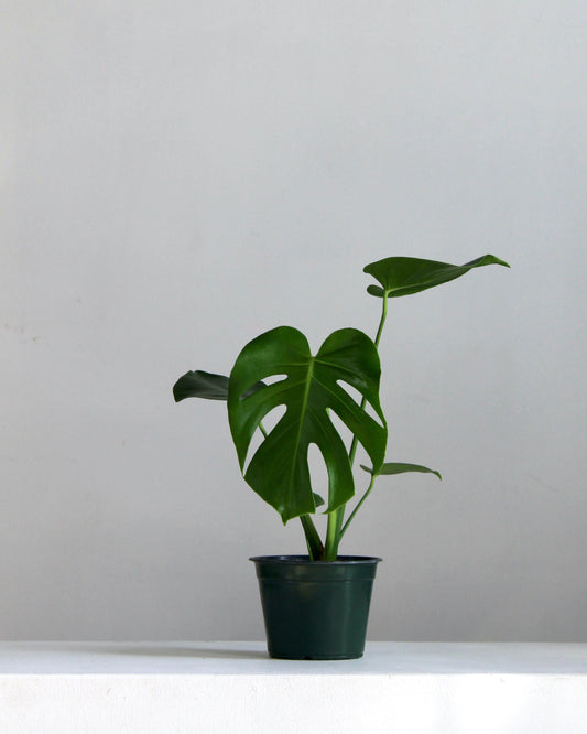 Swiss Cheese Plant: Monstera deliciosa - 5 inch pot
