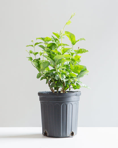 Maid of Orleans Jasmine: Jasminum sambac - 6 inch pot — indoor plant — indoor plant for sale by Promise Supply for delivery and pickup in Toronto.