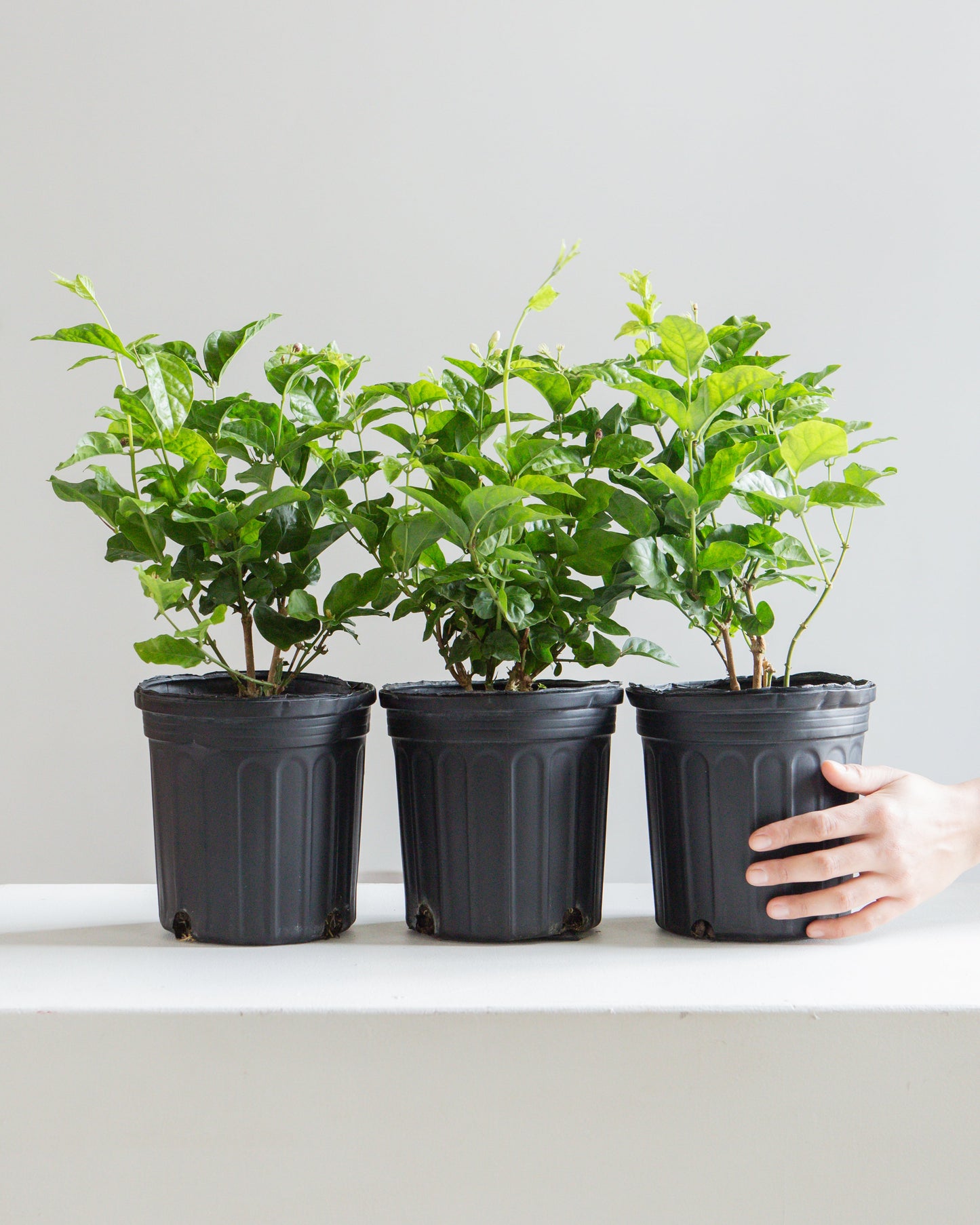 Maid of Orleans Jasmine: Jasminum sambac - 6 inch pot — indoor plant — indoor plant for sale by Promise Supply for delivery and pickup in Toronto.