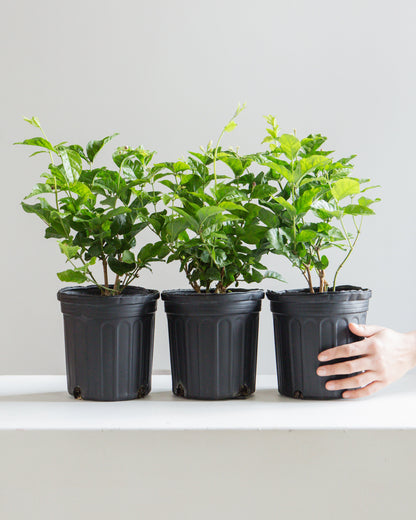 Maid of Orleans Jasmine: Jasminum sambac - 6 inch pot — indoor plant — indoor plant for sale by Promise Supply for delivery and pickup in Toronto.