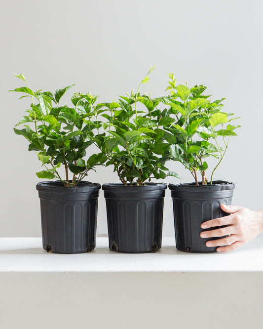 Maid of Orleans Jasmine: Jasminum sambac - 6 inch pot — indoor plant — indoor plant for sale by Promise Supply for delivery and pickup in Toronto.