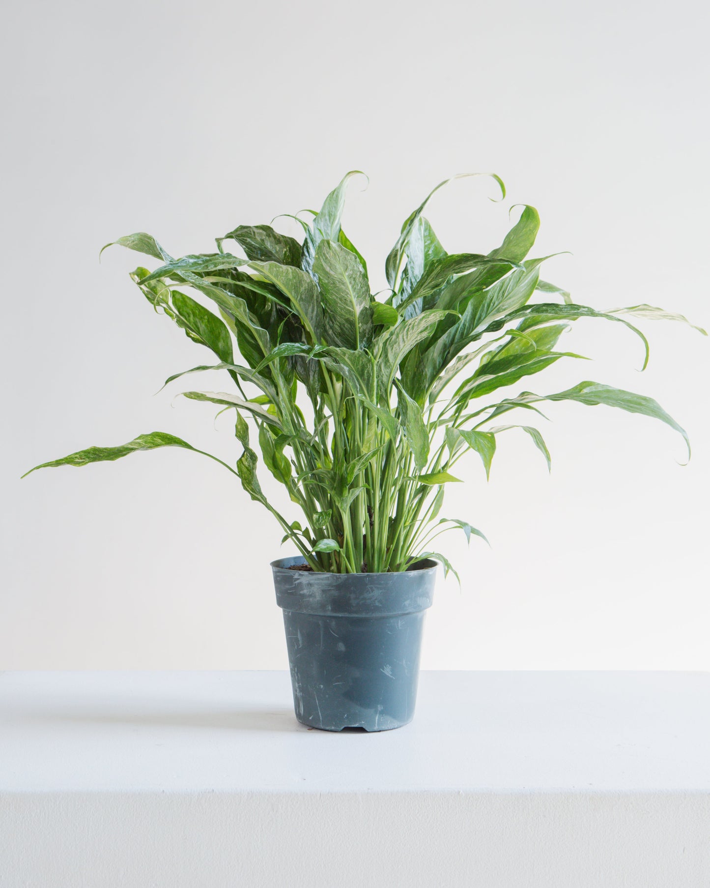 Domino Variegated Peace Lily: Spathiphyllum - 6 inch pot — indoor plant — indoor plant for sale by Promise Supply for delivery and pickup in Toronto.