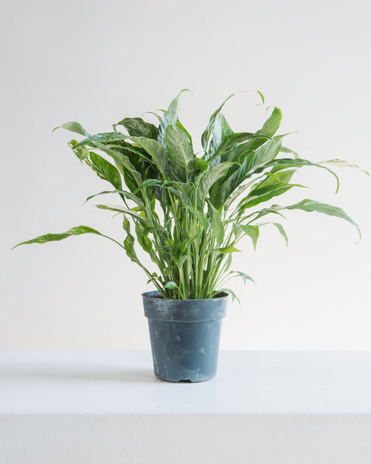 Domino Variegated Peace Lily: Spathiphyllum - 6 inch pot — indoor plant — indoor plant for sale by Promise Supply for delivery and pickup in Toronto.