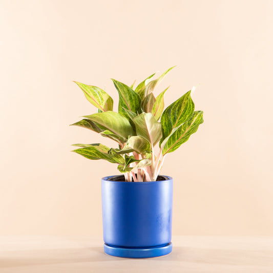 Golden Flourite Chinese Evergreen: Aglaonema - 5 inch pot