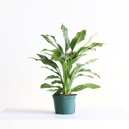 Super Maria Chinese Evergreen: Aglaonema - 6 inch pot — indoor plant — indoor plant for sale by Promise Supply for delivery and pickup in Toronto.