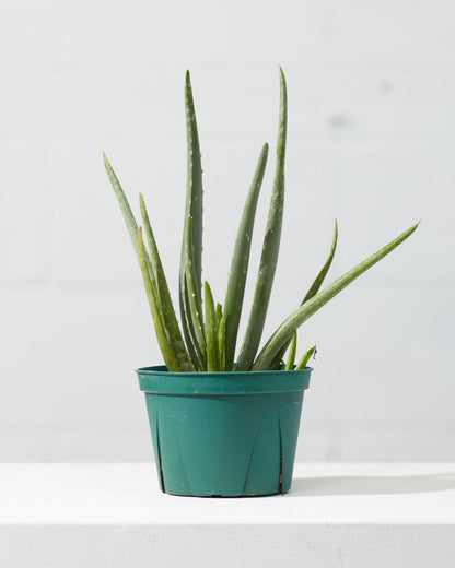 Aloe Vera: Aloe barbadensis - 6 inch pot — indoor plant — indoor plant for sale by Promise Supply for delivery and pickup in Toronto.